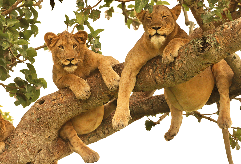 tree climbing lions