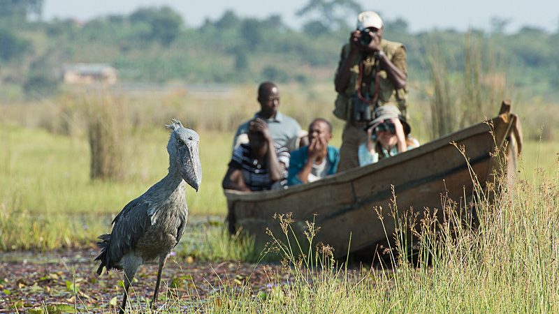 Mabamba swamp birding safari
