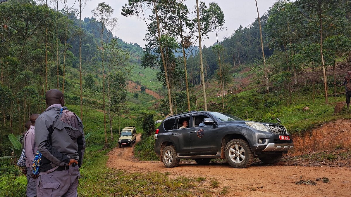 self drive to bwindi forest