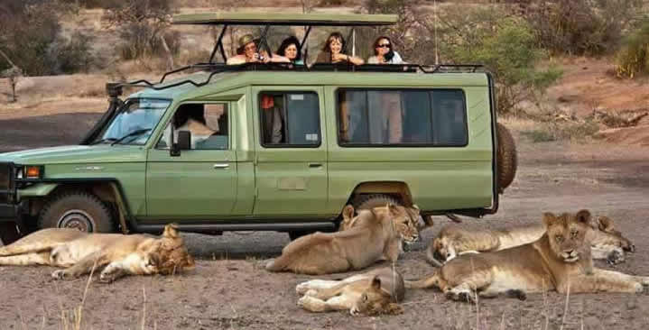 How Wild Animals React to Safari Vehicles in Uganda