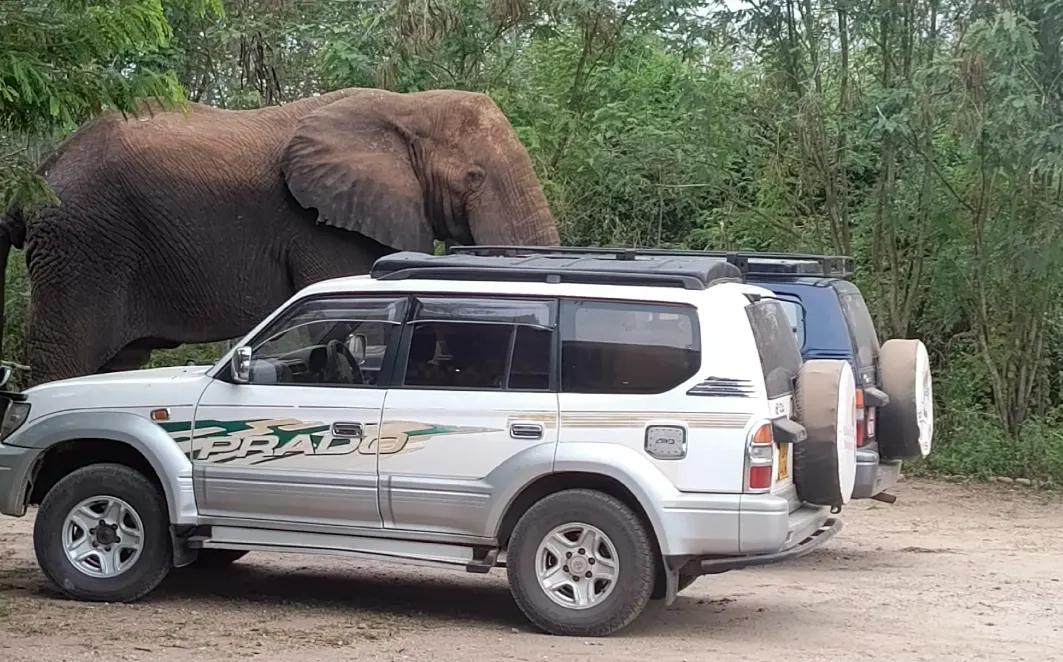 Elephant standing beside a white SUV on a dirt road with green forest in the background.