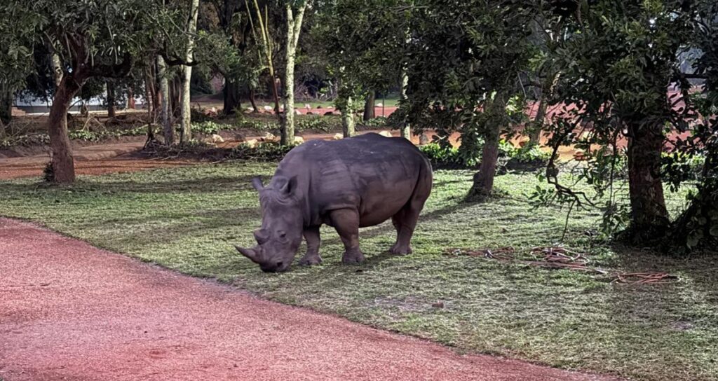 Rhino tracking at Zziwa Rhino sanctuary