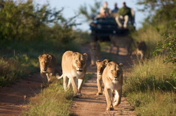 Queen elizabeth national park 