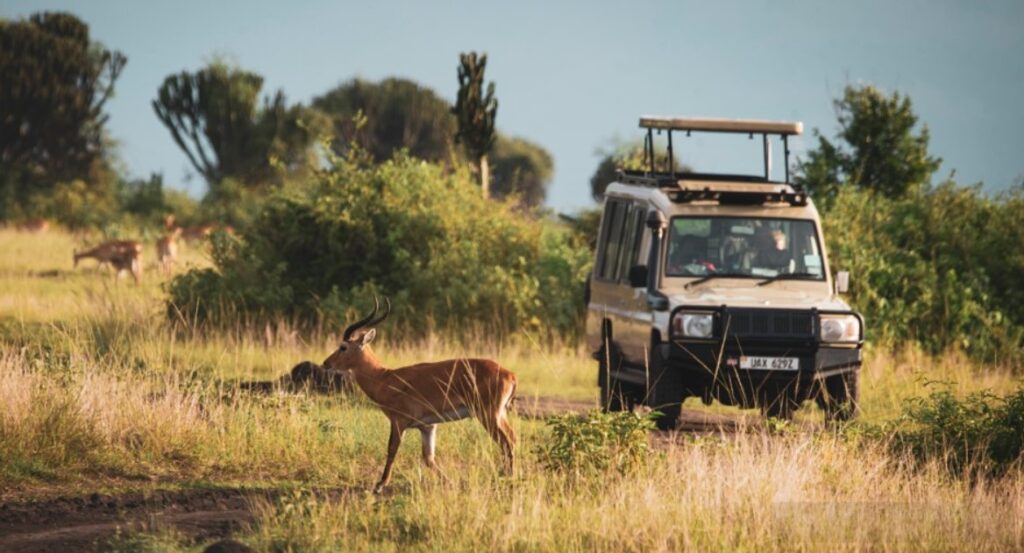 Self-Drive Queen Elizabeth National Park: Car & Roads Guide
